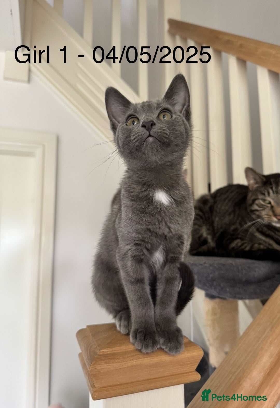 Domestic Shorthair cats for sale: x3 Beautiful and Playful Kittens - Image 4