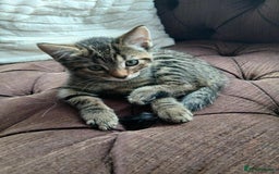 Mixed Breed cats for sale: Adorable kitty  - Image 1