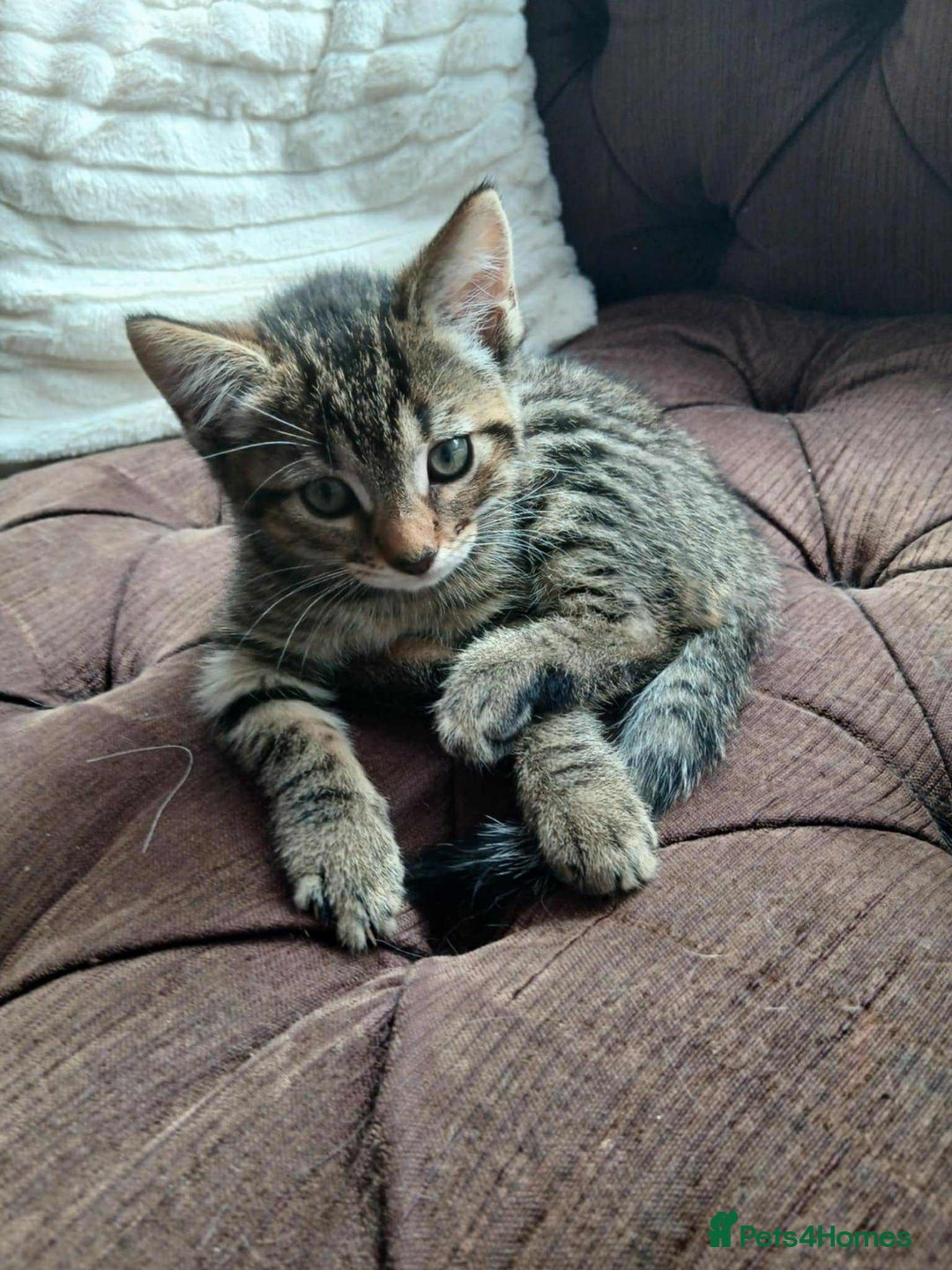 Mixed Breed cats for sale: Adorable kitty  - Image 1
