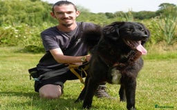 Mixed Breed dogs for adoption: Beautiful Kyra is looking for a home! - Image 2