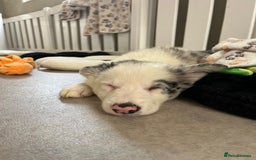 Border Collie dogs for sale: Stunning litter of blue merle border collies - Image 14