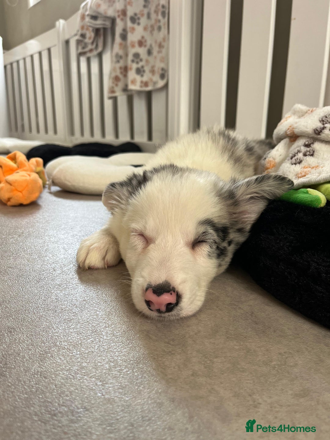 Border Collie dogs for sale: Stunning litter of blue merle border collies - Image 14