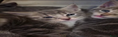 British Shorthair 1