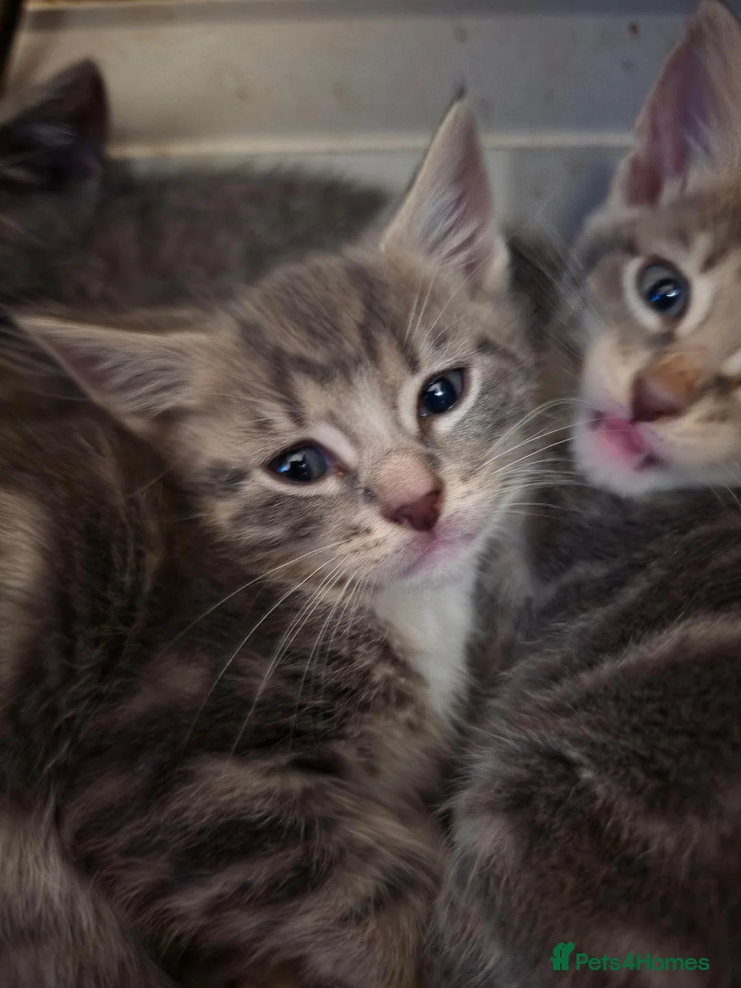 British Shorthair cats for sale: 5 kittens, ready next weds - Advert 6