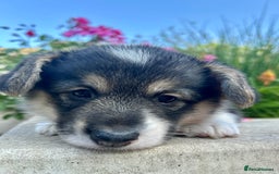 Welsh Corgi Pembroke dogs for sale: Champion bloodline KC reg. Pembrokes - Image 8