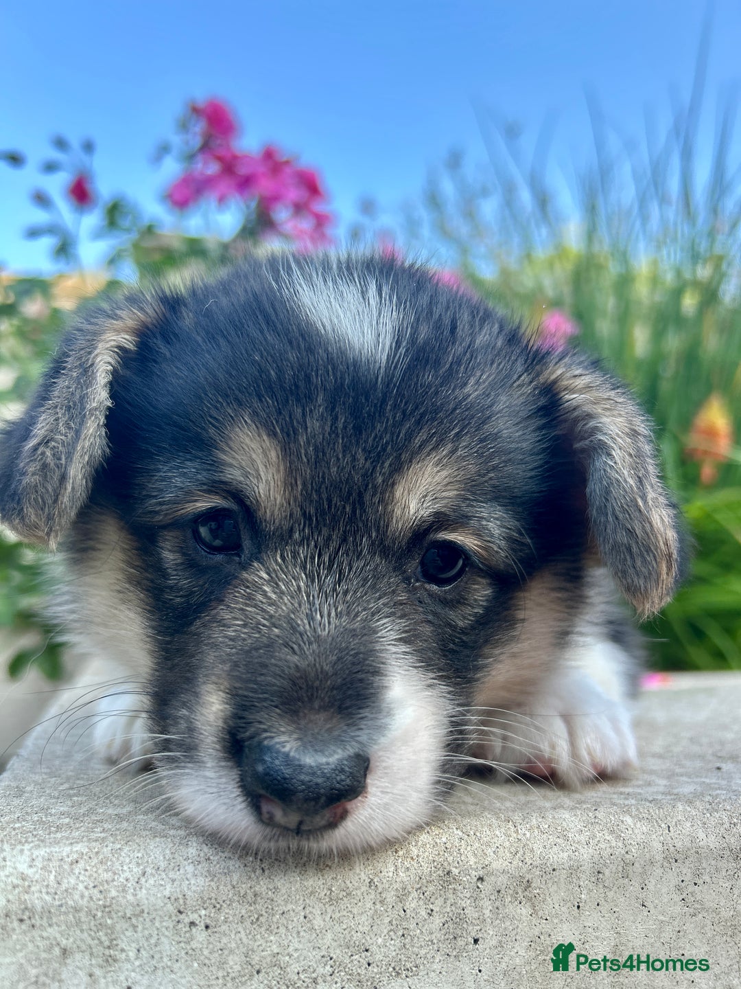 Welsh Corgi Pembroke dogs for sale: Champion bloodline KC reg. Pembrokes - Image 8