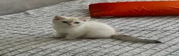 British Shorthair cats for sale: 🐾 TICA Reg BLH / BSH Kittens  🐾 - Advert 13