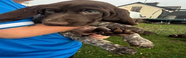 German Shorthaired Pointer 4