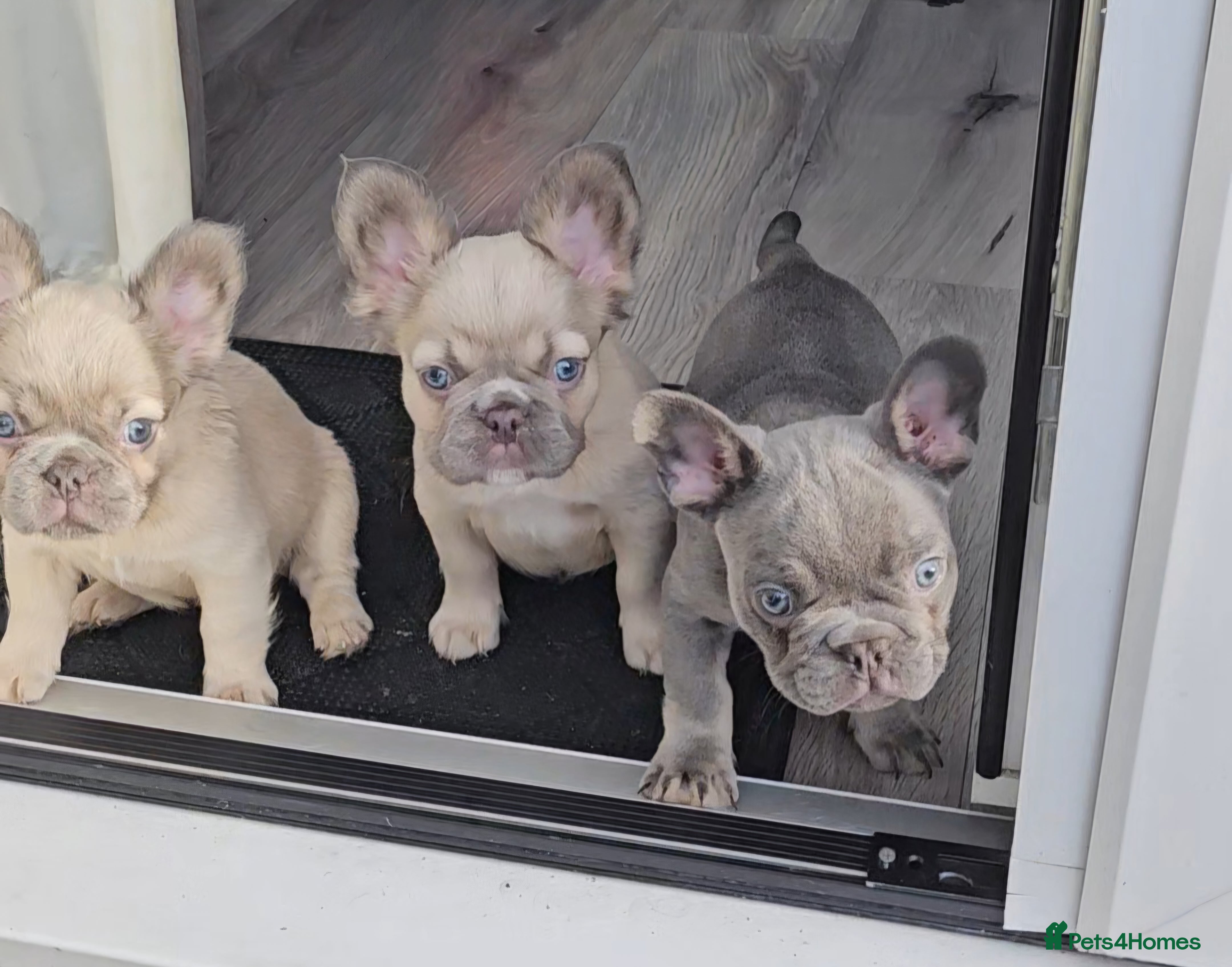 French Bulldog dogs Beautiful French Bulldog Puppies 2xFemale - Fluffy - Advert 6