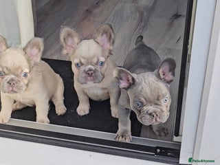 French Bulldog dogs Beautiful French Bulldog Puppies 2xFemale - Fluffy - Advert 6