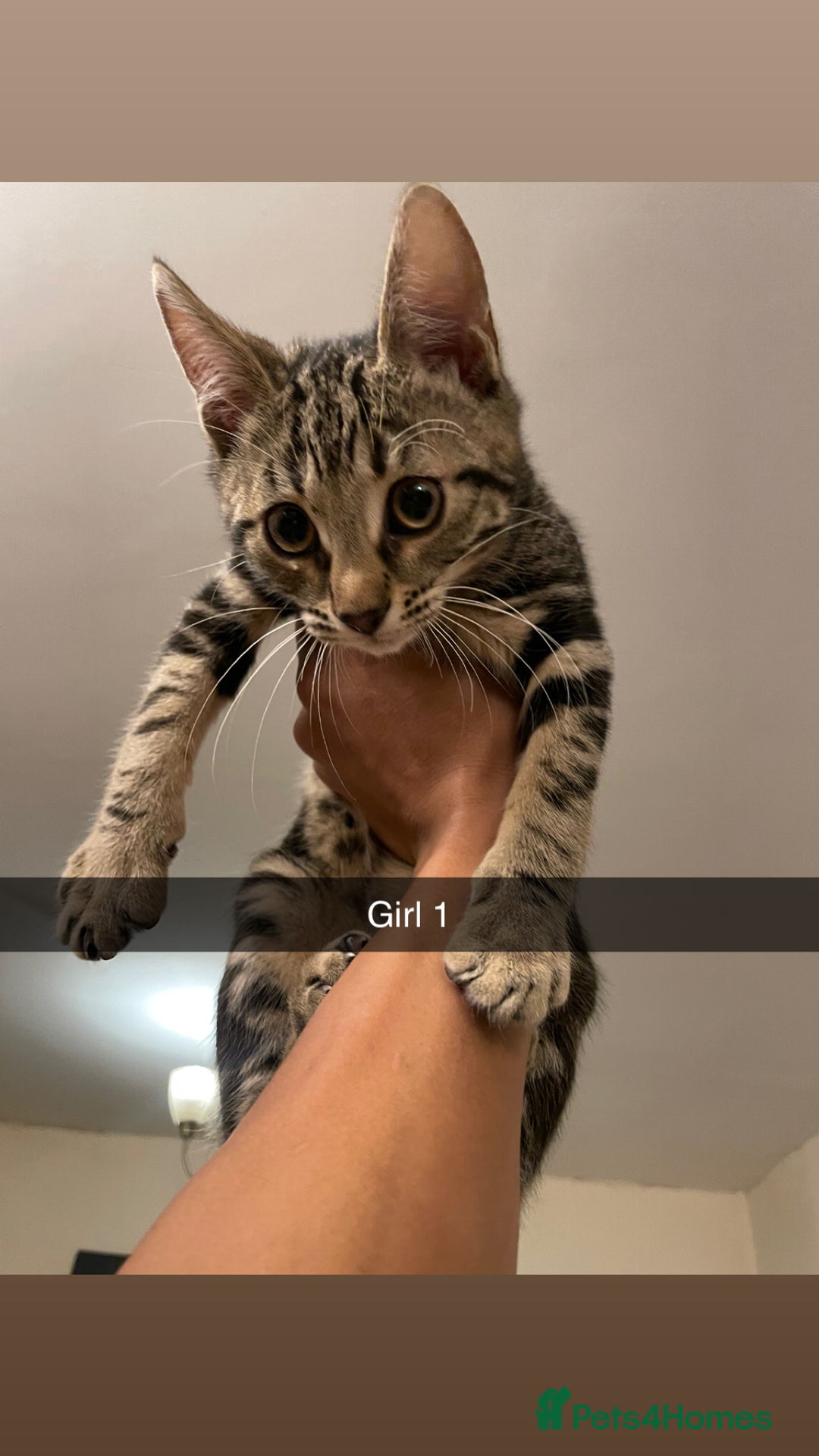 Mixed Breed cats for sale: KITTENS FOR SALE SOUTH LONDON - Advert 4