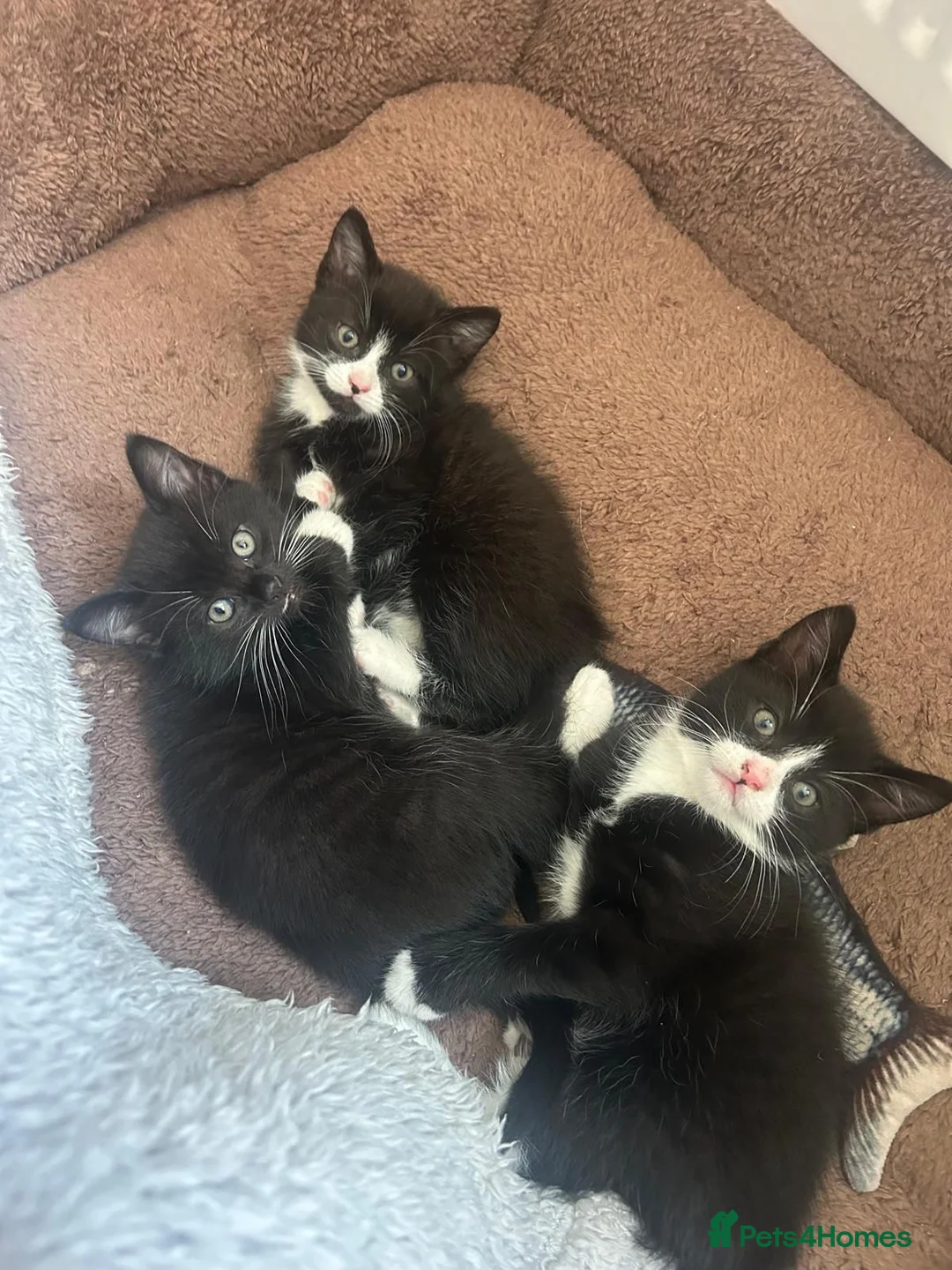 Mixed Breed cats for sale: Kittens for sale - Advert 1