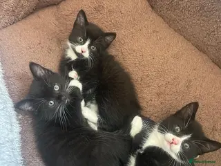 Mixed Breed cats Kittens for sale - Advert 5