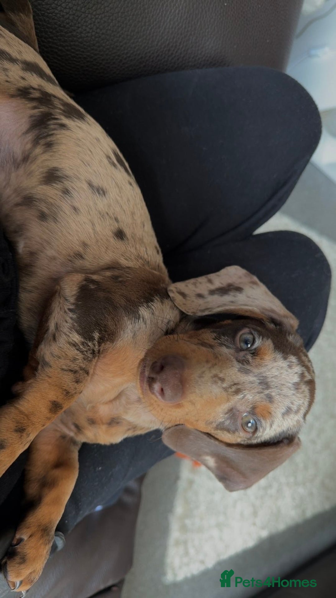 Dachshund dogs for sale: Dachshund puppy - Advert 4