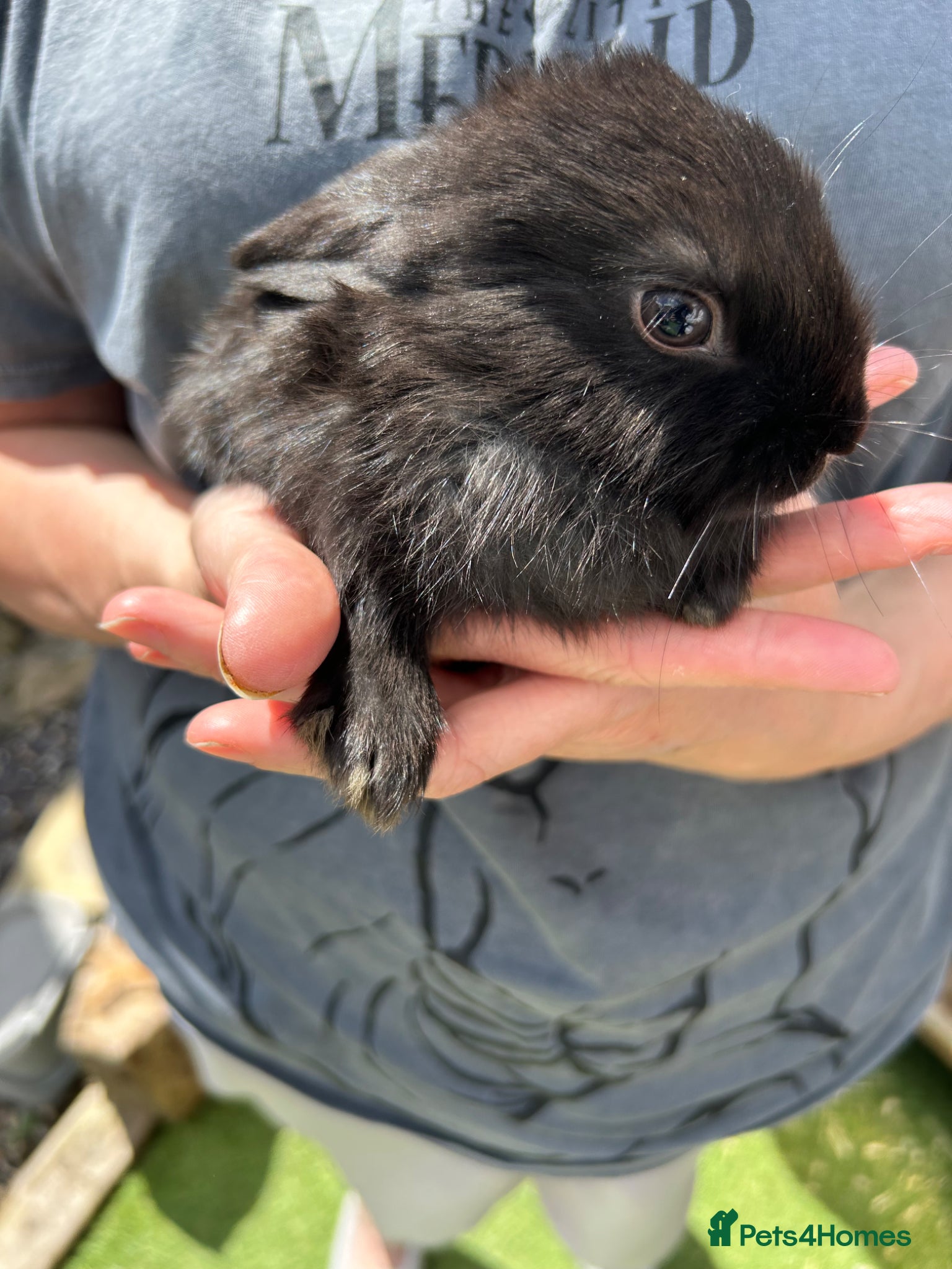 Mixed Breed rabbits for sale: Baby Bunnys  - Advert 3