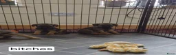 Border Terrier dogs for sale: Border Terrier  in Lockerbie - Advert 6