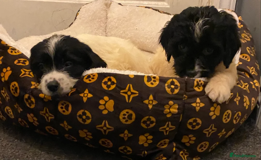 Sproodle dogs for sale: Sproodles puppies available now spaniel x poodle - Advert 7