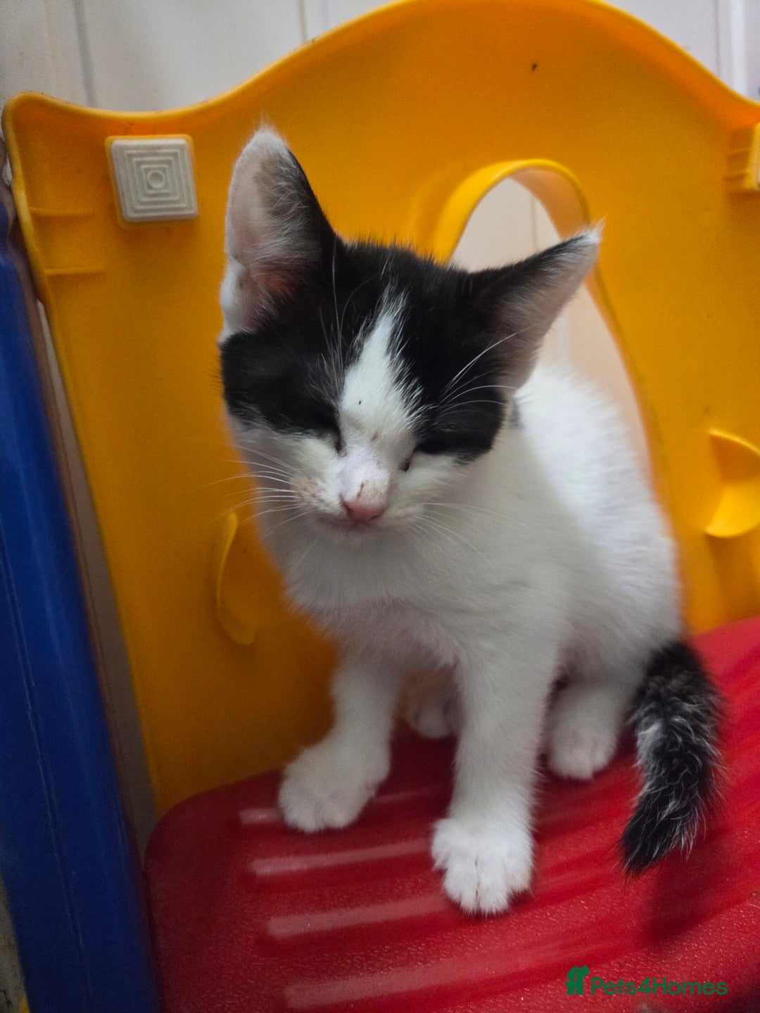 Mixed Breed cats for sale: Beautiful kittens ready to go - Advert 3