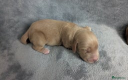 Cocker Spaniel dogs for sale: Adorable Working-Type Cocker Spaniel Puppies  - Image 11
