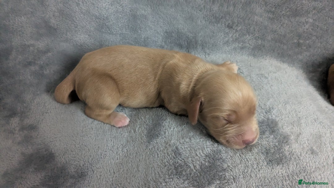 Cocker Spaniel dogs for sale: Adorable Working-Type Cocker Spaniel Puppies  - Image 11