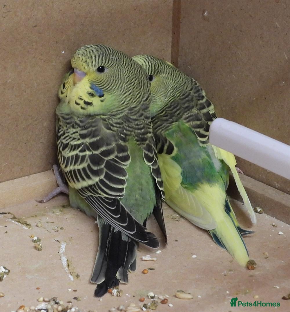 Budgerigars birds 2 Young Budgies - Advert 6