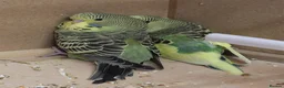 Budgerigars birds for sale: 2 Young Budgies - Advert 1