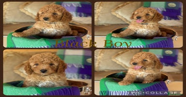 Cavapoo dogs - Advert 2