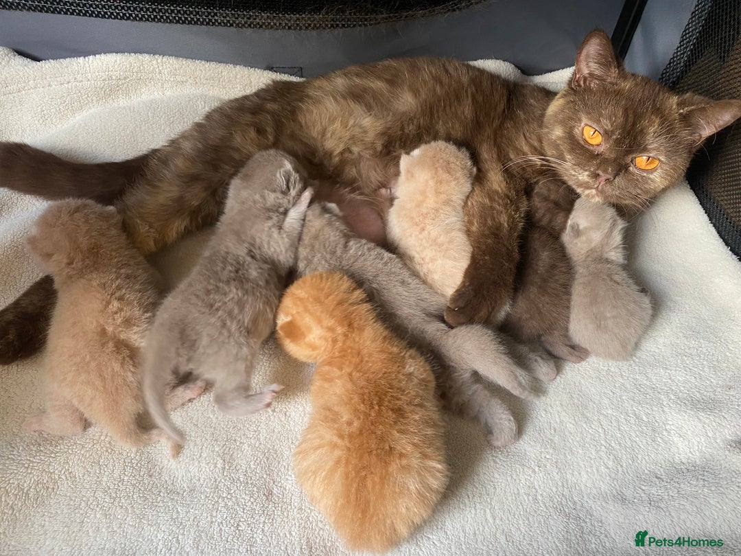 British Shorthair cats for sale: Registered British Shorthair Kittens ❤️  - Image 8
