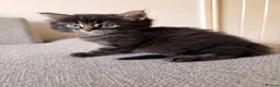 Maine Coon cats for sale: Maine coon x BSH Fluffy boys - Advert 4