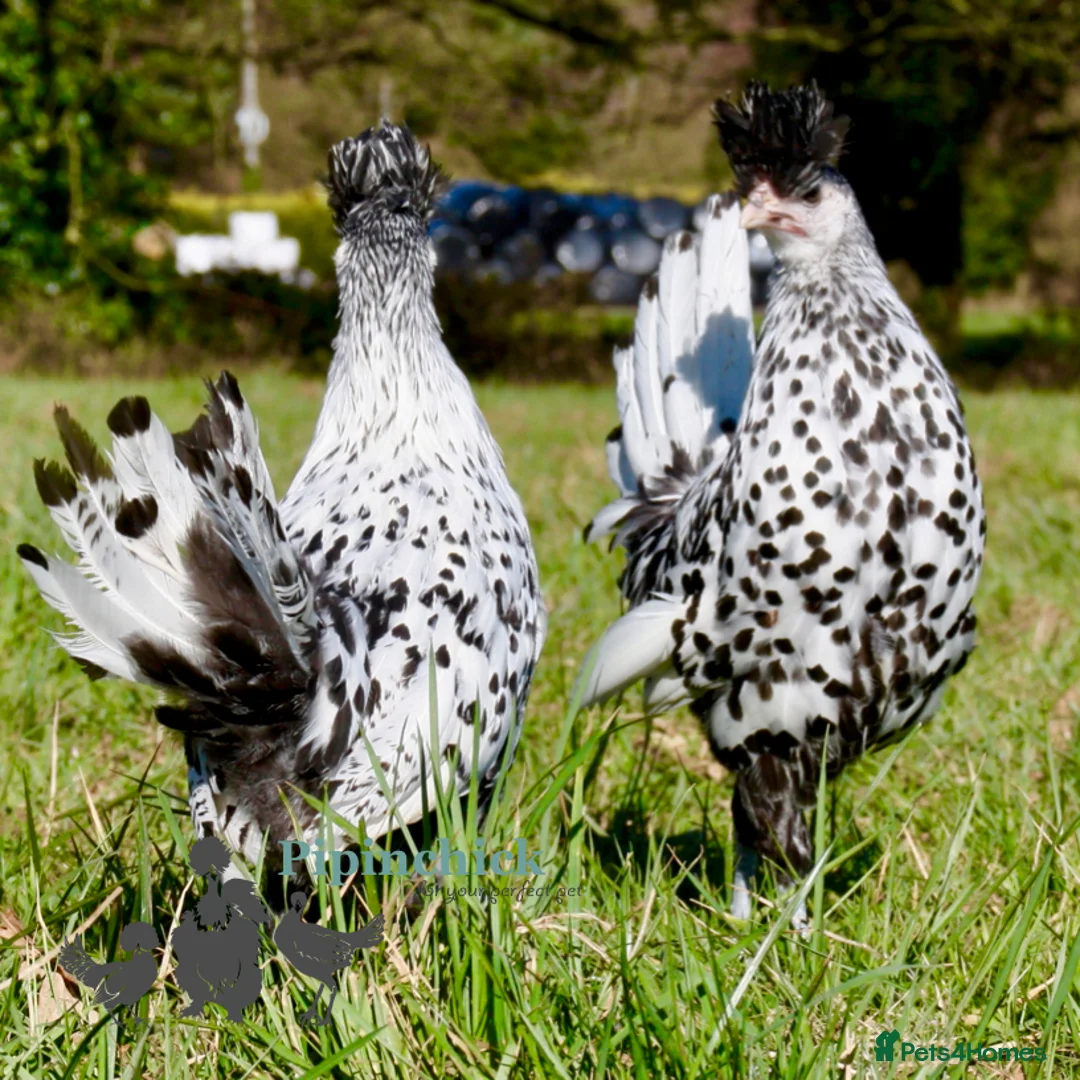 Chickens poultry for sale: Chickens For Sale, Various Breeds - Advert 18