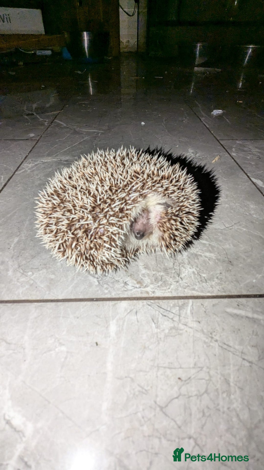 Pygmy Hedgehog rodents for sale: Last stunning female african pygmy hedgehog - Advert 4