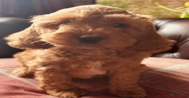 Cockapoo dogs - Advert 14
