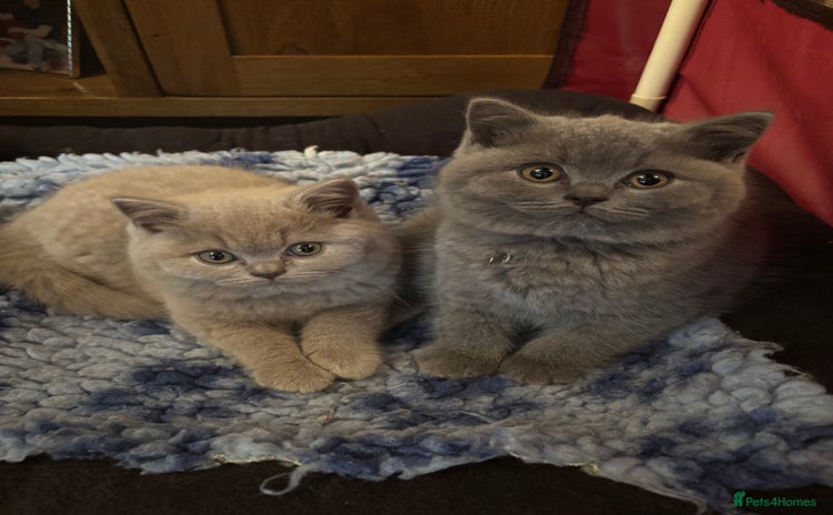 British Shorthair cats - Advert 12