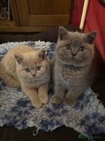 British Shorthair cats - Advert 4
