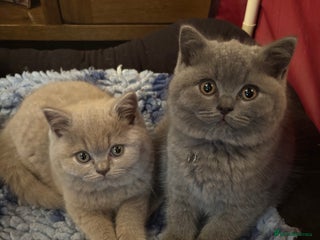 British Shorthair cats 💙GCCF MALE BSH KITTENS OUTSTANDING CHAMPION LINES - Advert 16