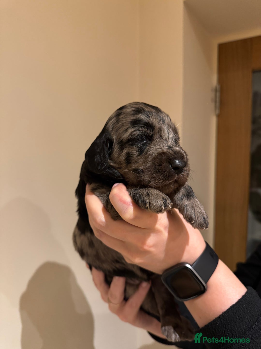 Labradoodle dogs for sale: Miniature Labradoodles - Image 10