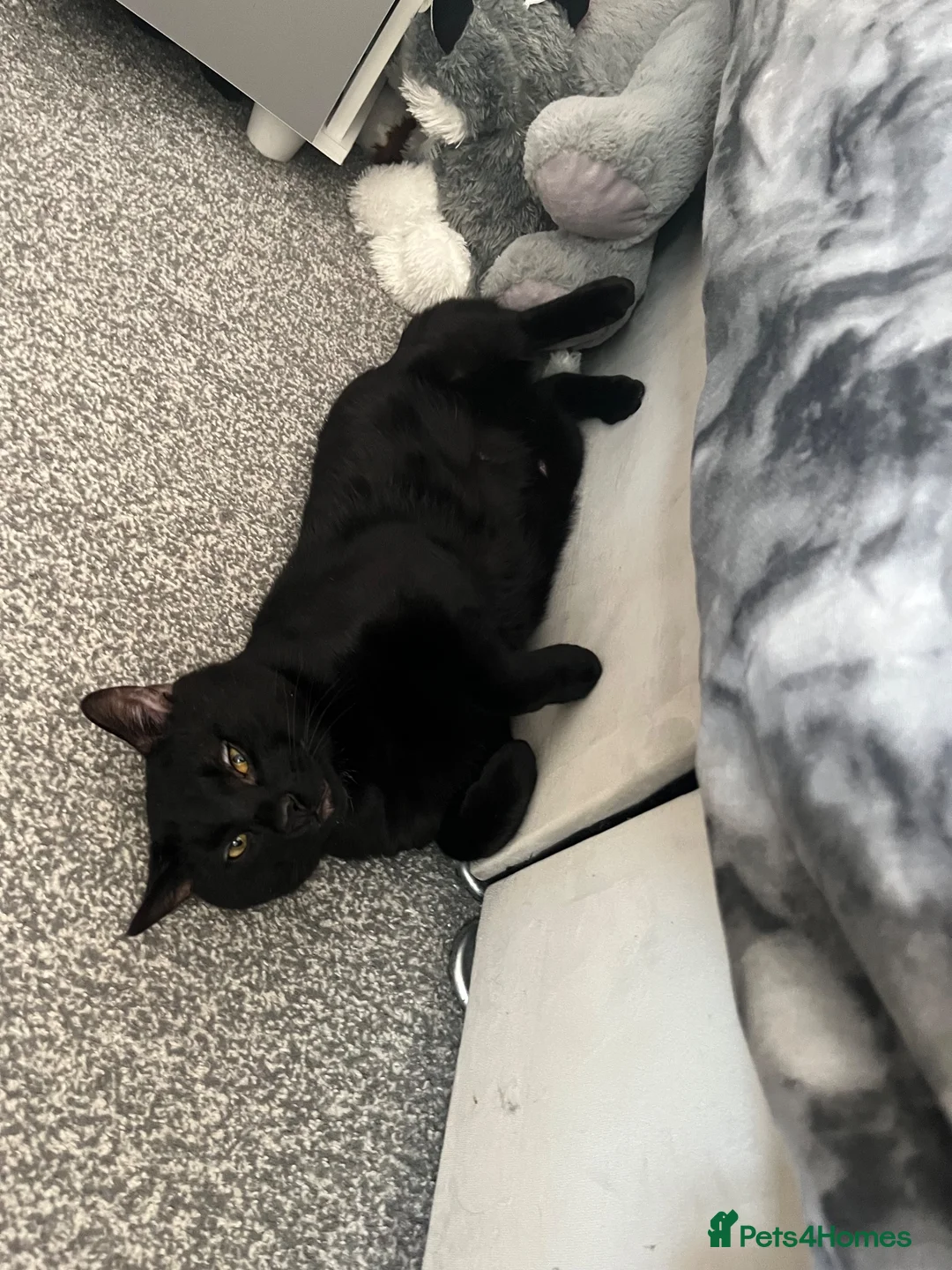 Mixed Breed cats for sale: Patrick and Ruben  - Advert 1