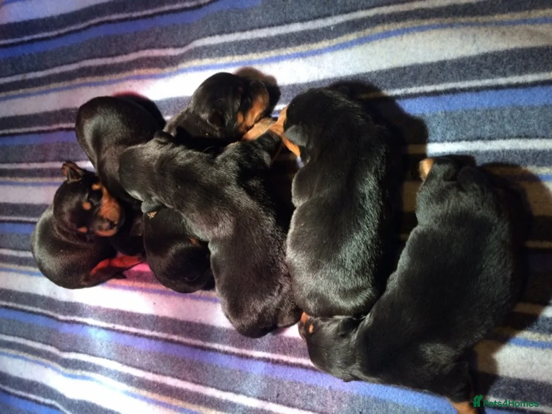 Rottweiler dogs for stud: **** FAUSTINIS TK,S QUANTOM OF SOLICE **** in Preston - Advert 8