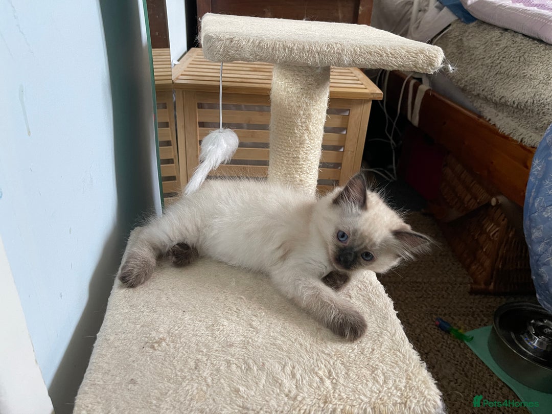 Ragdoll cats for sale: Exquisite 6th Generation PUREBREED Ragdoll Kittens - Image 8