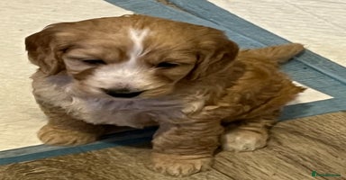 Cockapoo dogs - Advert 14
