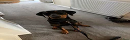 Dobermann dogs for sale: Dobermann 1 year old female - Advert 2