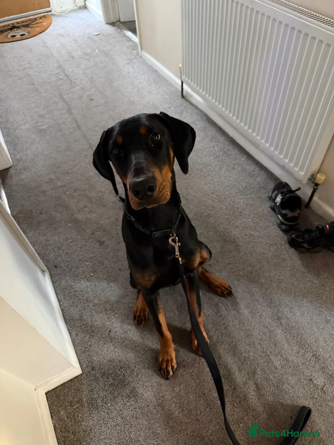 Dobermann dogs for sale: Dobermann 1 year old female - Advert 2
