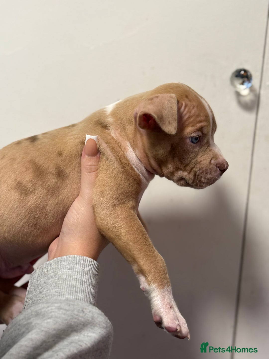 American Bully dogs for sale: Pocket x standard American bully - Advert 9