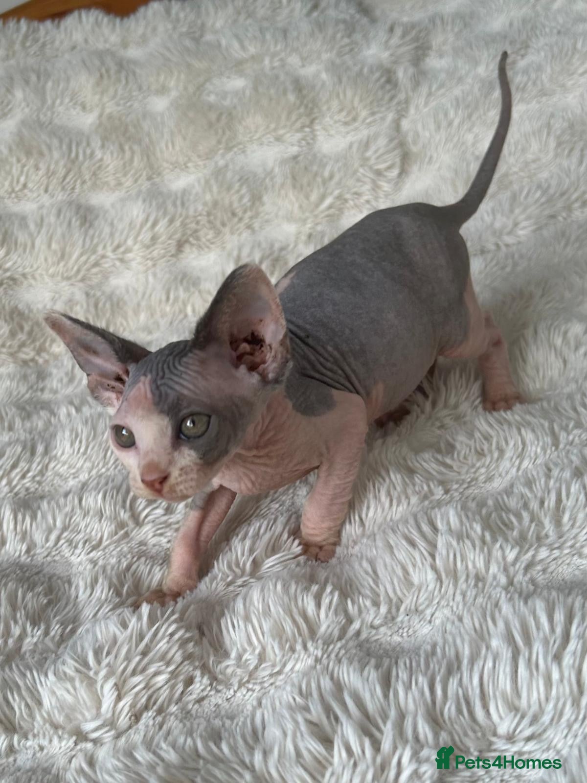 Sphynx cats 5 beautiful sphinxes looking for a loving home. - Advert 2