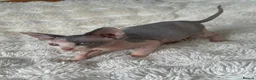 Sphynx cats for sale: 5 beautiful sphinxes looking for a loving home. - Advert 2
