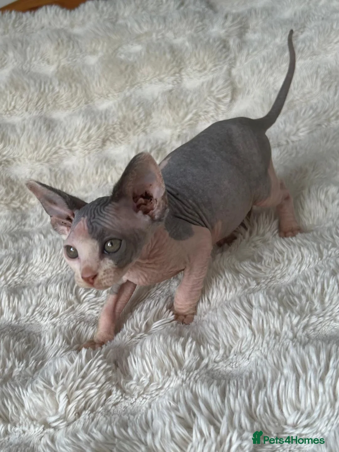 Sphynx cats for sale: 5 beautiful sphinxes looking for a loving home. - Advert 2