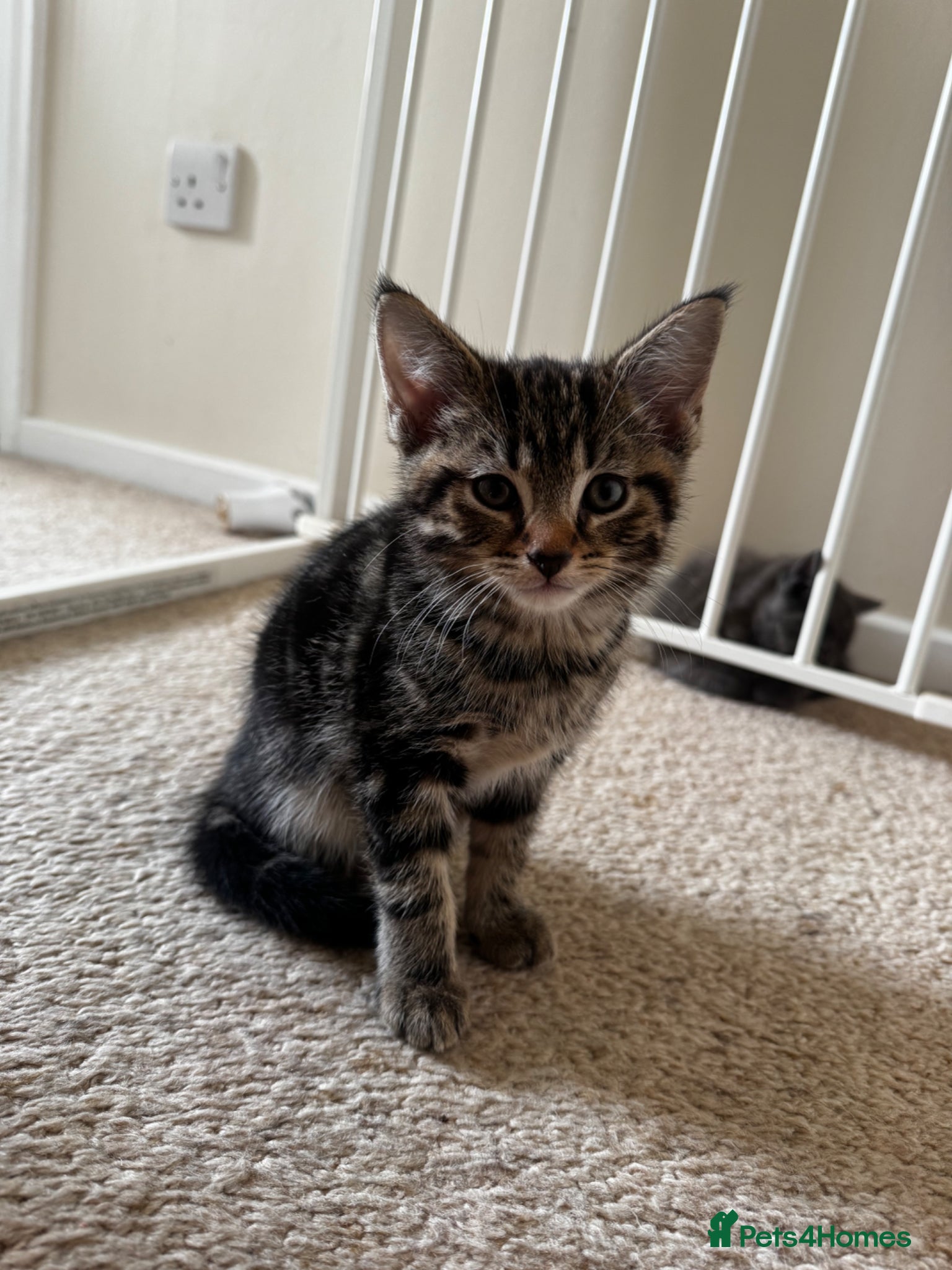 British Shorthair cats Beautiful tabby male - Advert 2