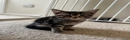 British Shorthair cats for sale: Beautiful tabby male - Advert 1