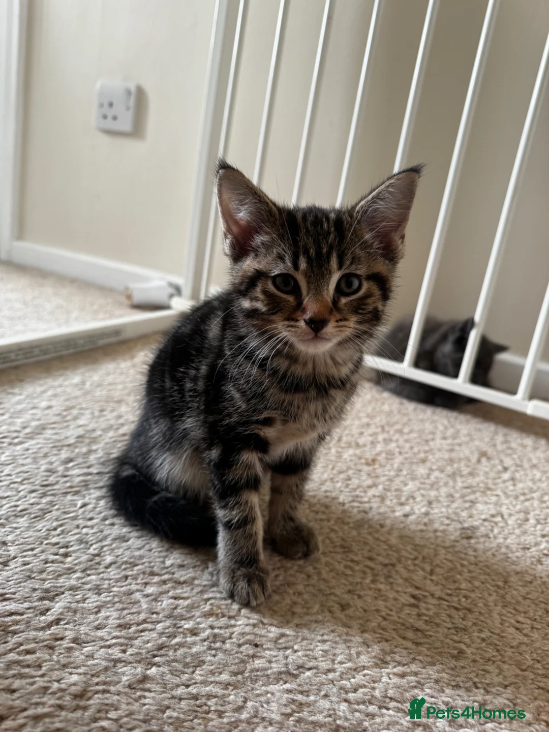 British Shorthair cats for sale: Beautiful tabby male - Advert 1