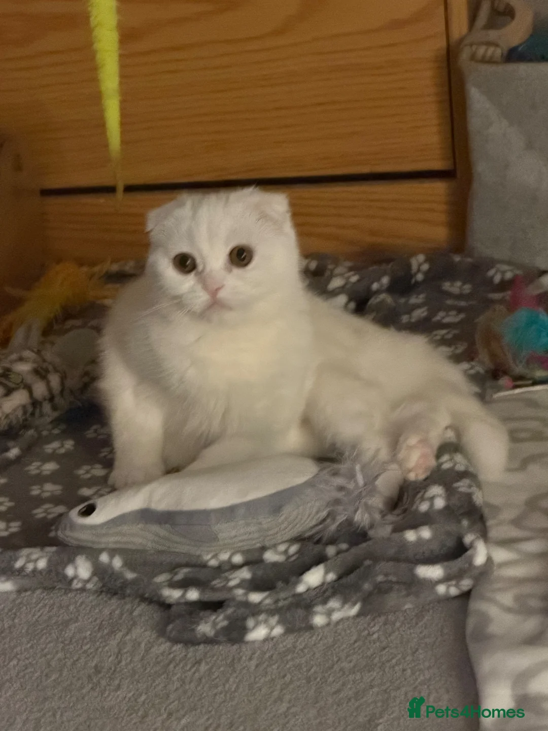 Scottish Fold cats for sale: Luna ( moon)  in Waltham Abbey - Advert 2